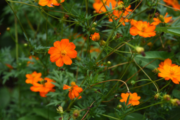 Colorful flowers in the garden.Plumeria flower blooming.Beautiful flowers in the garden Blooming in the summer.Landscaped Formal Garden.Colorful flowers in city park