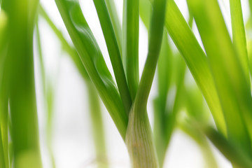 Green onions growing in a pot close-up