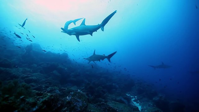 Group of hammerhead shark swims underwater near seabed of ocean.