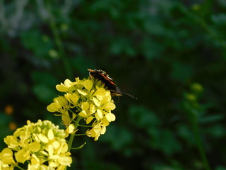 Mustard or sinapis wild plant blooming with yellow flowers and a red admiral, or Vanessa atalanta, black and red butterfly, in Attica, Greece