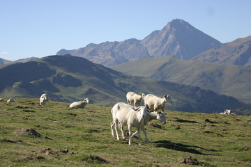 Hautes Pyr&eacute;n&eacute;e, Plo del Naou-3