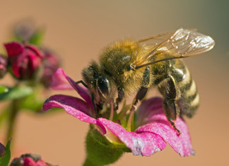 erste Biene an einem Frühlingstag auf pinker Blume