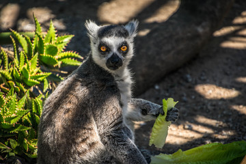 lemur