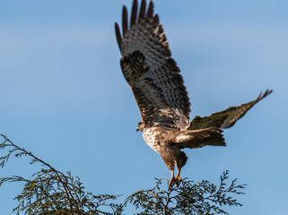 the little birds make spring happy