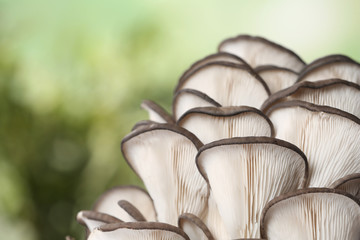 Delicious organic oyster mushrooms on blurred background, closeup. Space for text