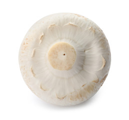 Fresh raw champignon mushroom on white background © New Africa