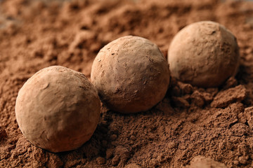 Tasty chocolate truffles on cocoa powder, closeup