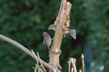 the little birds make spring happy