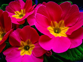 pink flowers floral background.