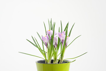 A flowering potted crocus plant in a green pot on a white background.