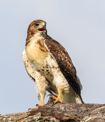 Red tailed Hawk on a tree limb 