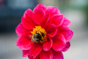 Bumblebee on a flower - macro close-up, pollinates a flower, collects pollen