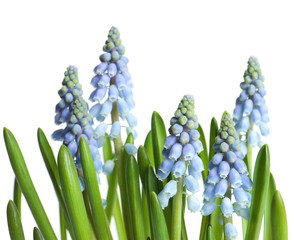 Obraz premium Beautiful spring muscari flowers on white background