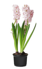 Beautiful spring hyacinth flowers isolated on white