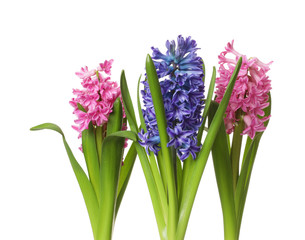 Obraz premium Beautiful spring hyacinth flowers isolated on white