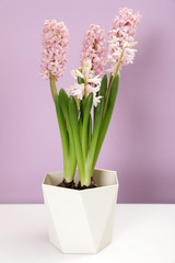Beautiful spring hyacinth flowers on table against color background