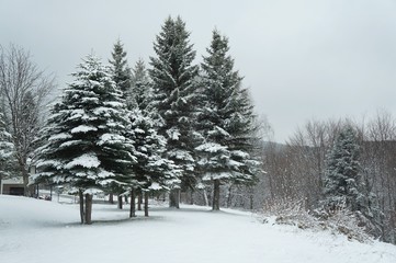 Winter near Mavrovo lake in Macedonian republic, fir trees in snow