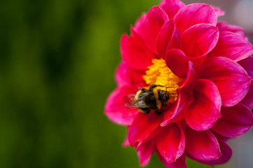 Bumblebee on a flower - macro close-up, pollinates a flower, collects pollen