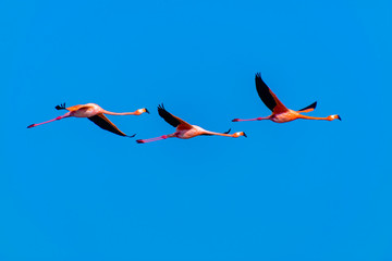 birds in flight