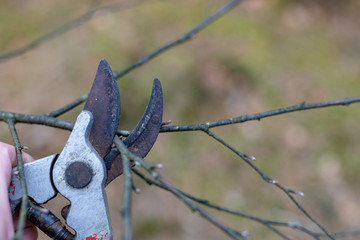 Pruning pruning branches for young trees. Spring works in the garden.