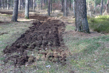 A strip of freshly plowed land in the forest. A place to prevent fires in the forest.