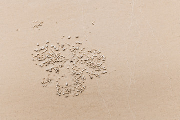 Crab trails on the beach