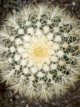 echinopsis formosa cactus