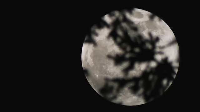 dark branches in forground with super moon behind
