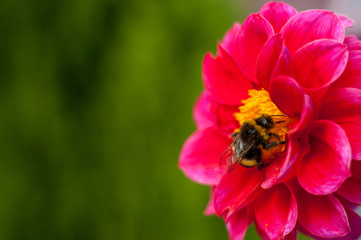 Bumblebee on a flower - macro close-up, pollinates a flower, collects pollen