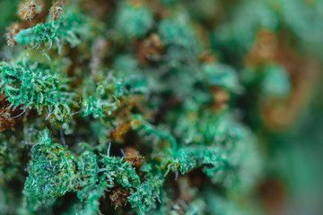 Medical Cannabis - macro view.