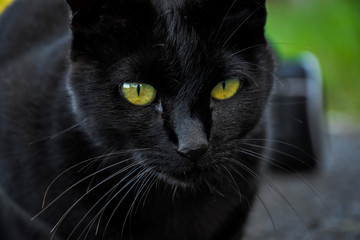 Gato negro ojos verdes