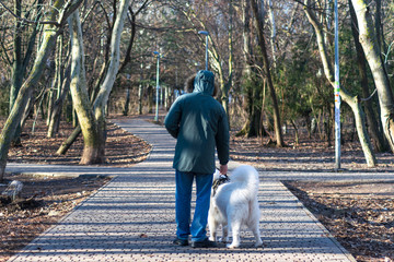 Fototapeta premium man with his dog walking in the park. Samoyed dog and his owner