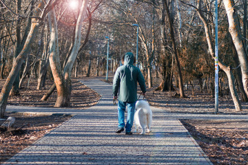 Fototapeta premium man with his dog walking in the park. Samoyed dog and his owner