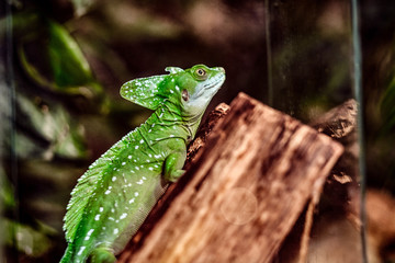 Beautiful little chameleon crawling on a branch in the terrarium