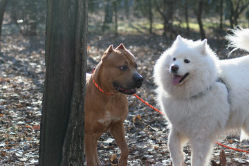 two funny dogs in the park.  Samoyed dog and American Staffordshire terrier are playing
