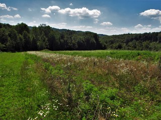 Obraz premium a meadow full of wild plants in bloom