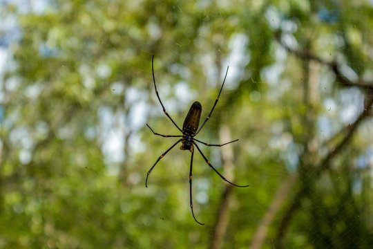 Australian Spider Images – Browse 53 Stock Photos, Vectors, and Video