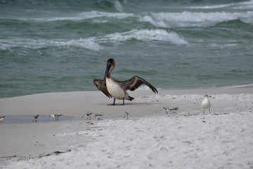 pelican on the beach with a group of snowy plovers