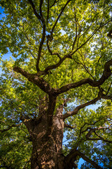 Crown of old deciduous trees in the park