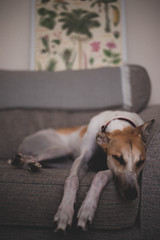 Cute sleeping greyhound dog on sofa 