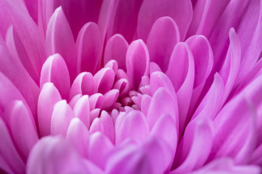 Purple Flower abstract of pedals