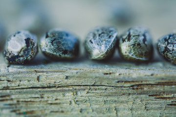 Medical Cannabis Seeds on the fresh piece of oak wood - macro view.