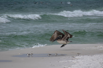 pelican taking flight off the beach