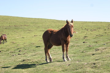 Fototapeta premium Hautes Pyrénées Plo del Naou-7