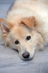 Fototapeta premium beige fluffy dog half-breed with a hanging ear