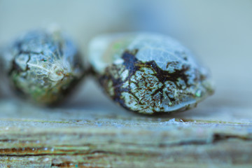 Medical Cannabis Seeds on the fresh piece of oak wood - macro view.