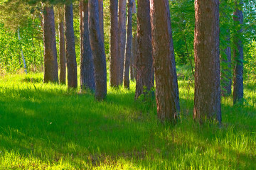 Trunks of pines and grass in the forest.