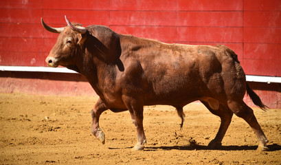 toro en españa