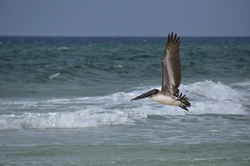 Naklejka premium brown pelican flying over waves on the beach