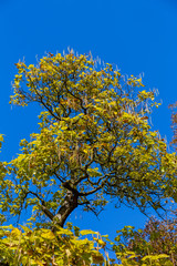 Crown of old deciduous trees in the park